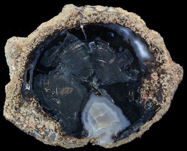 Petrified Wood End Cut - Eden Valley, Wyoming #45346